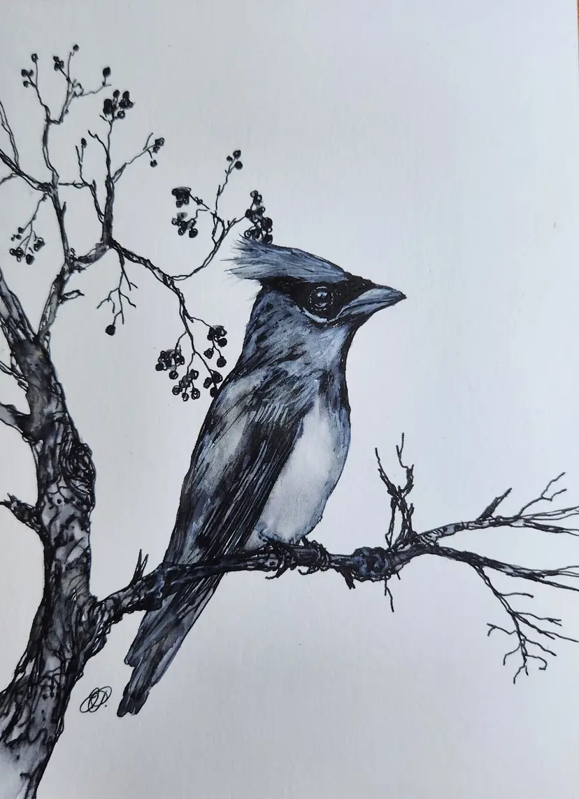 Cedar Waxwing Original Watercolor Pen & Ink Drawing Signed By The Artist 5x7