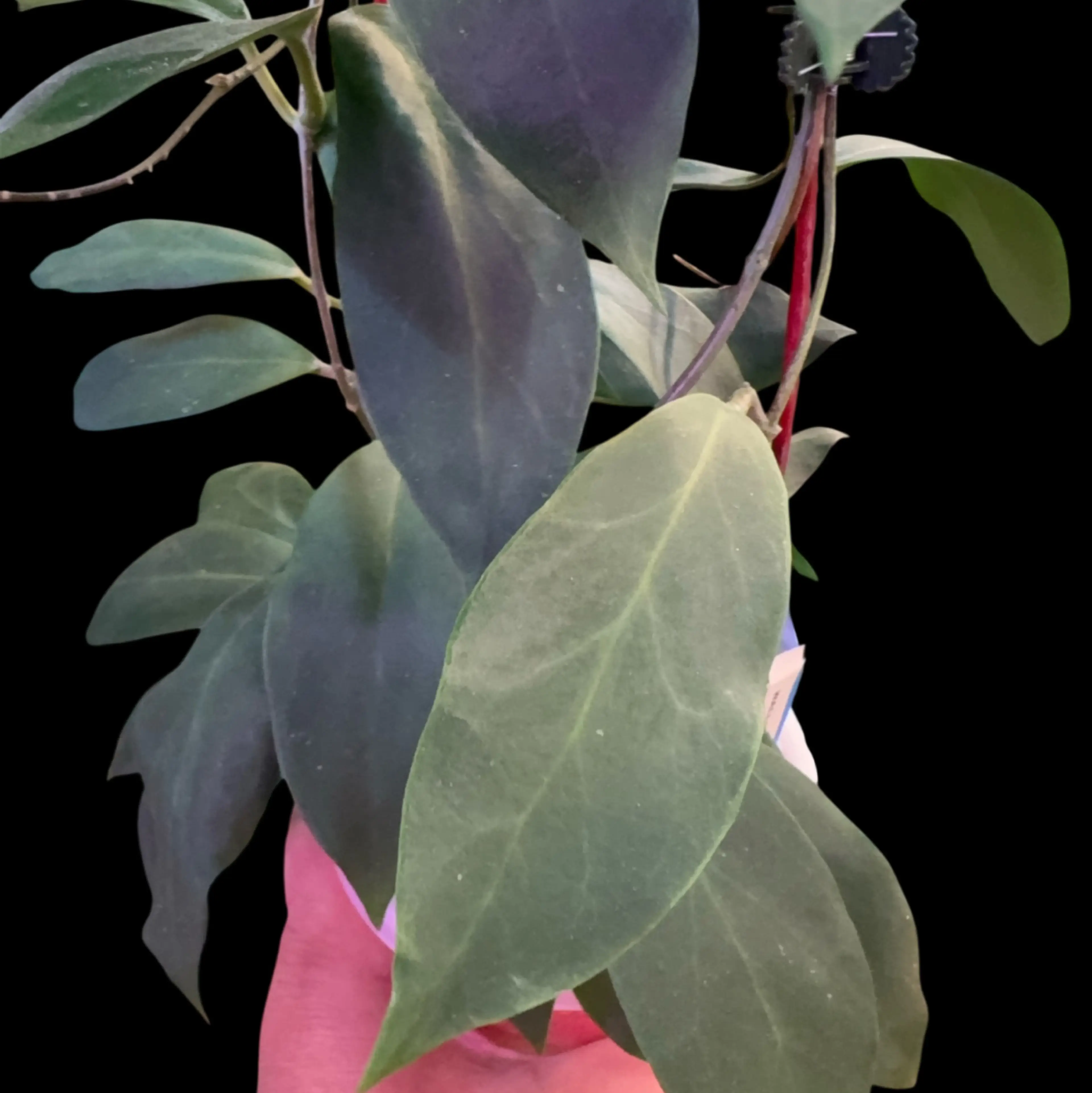 Image 2 of 2