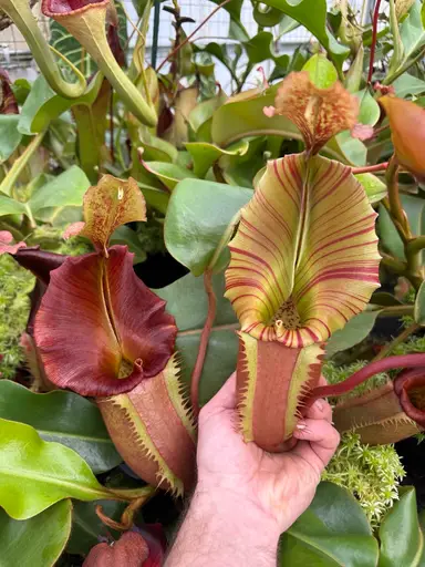 Nepenthes Auctions 2/21/26