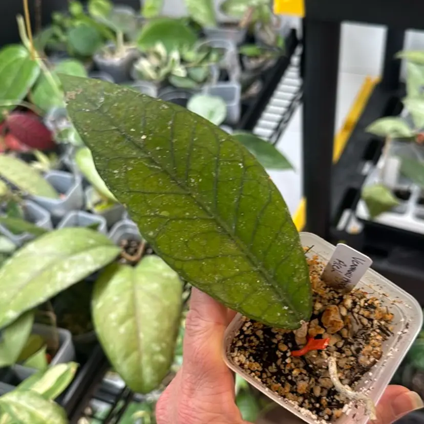 Hoya Aceh Venomous Anger