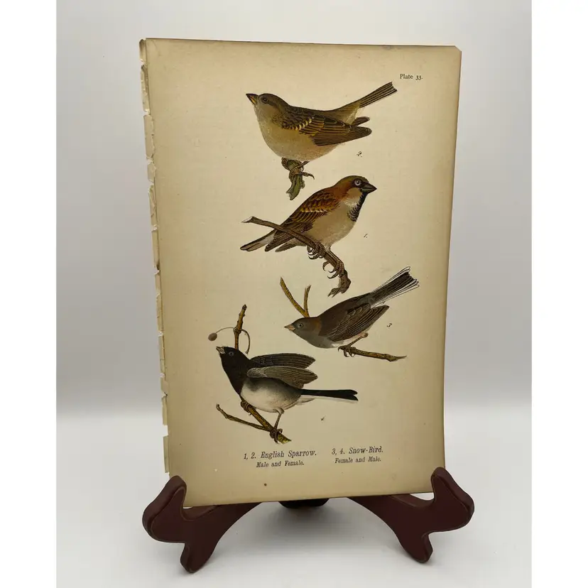 “English Sparrow/Snow-Bird”, Female/Male, c.1890, Color Plate Engraving, Plate 33, From An Antique Book