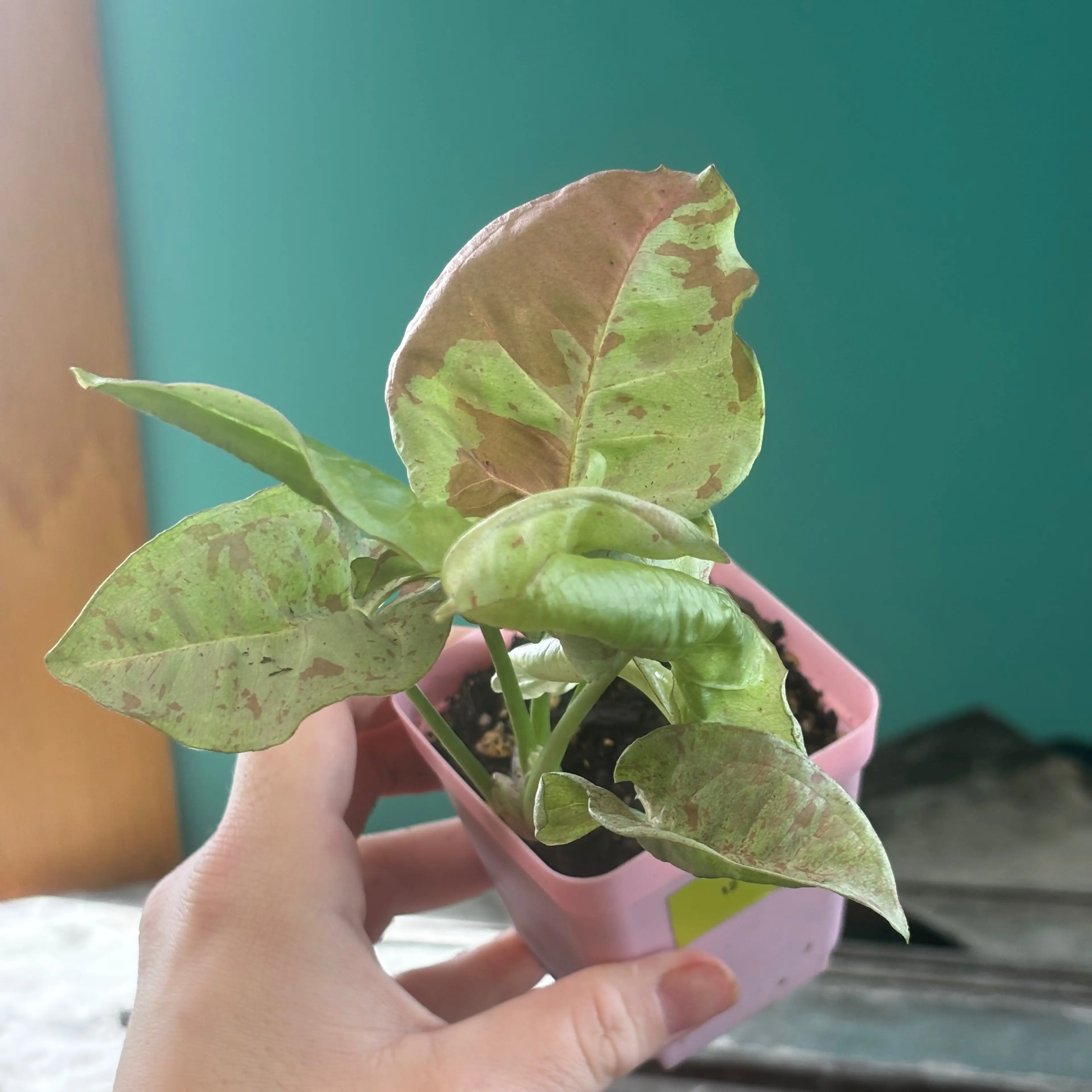 Image 1 of 1