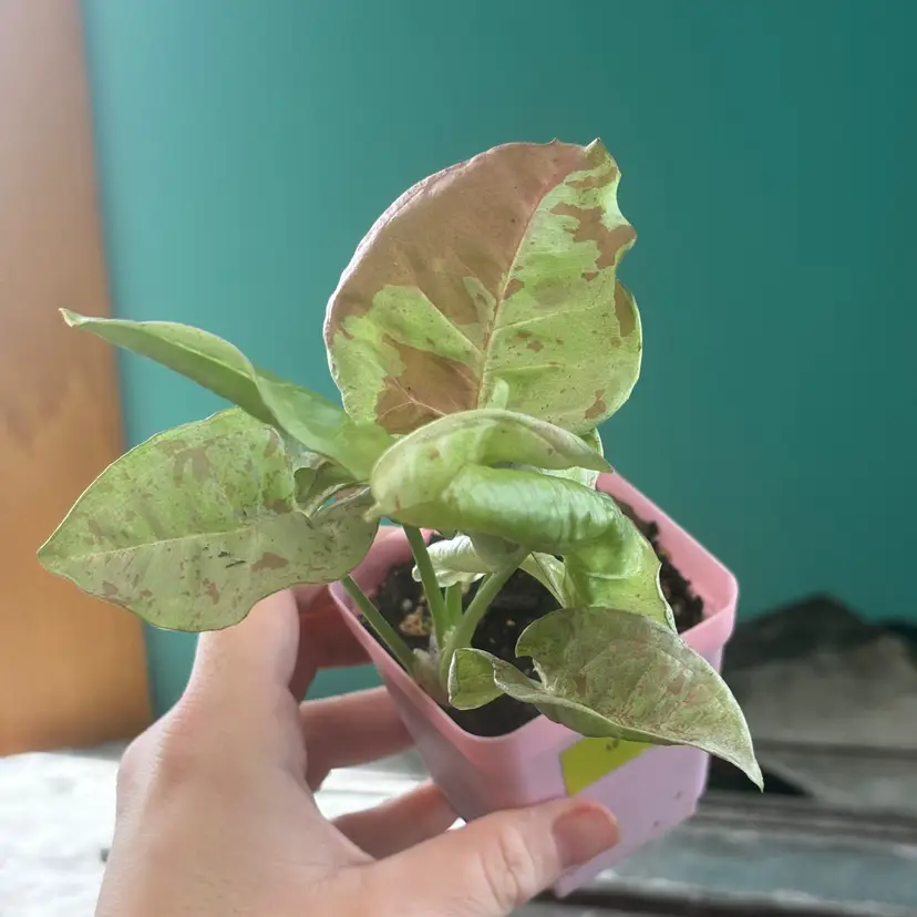 Syngonium Confetti Double Pink Variegated 3in Pot