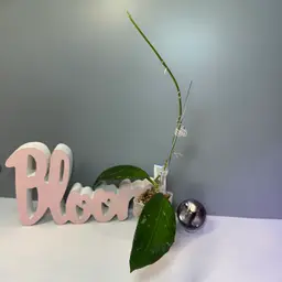 B23 RHM2457-CS03 (Clemensiorum x Unk)