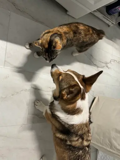 SELLING LIVE Animals 