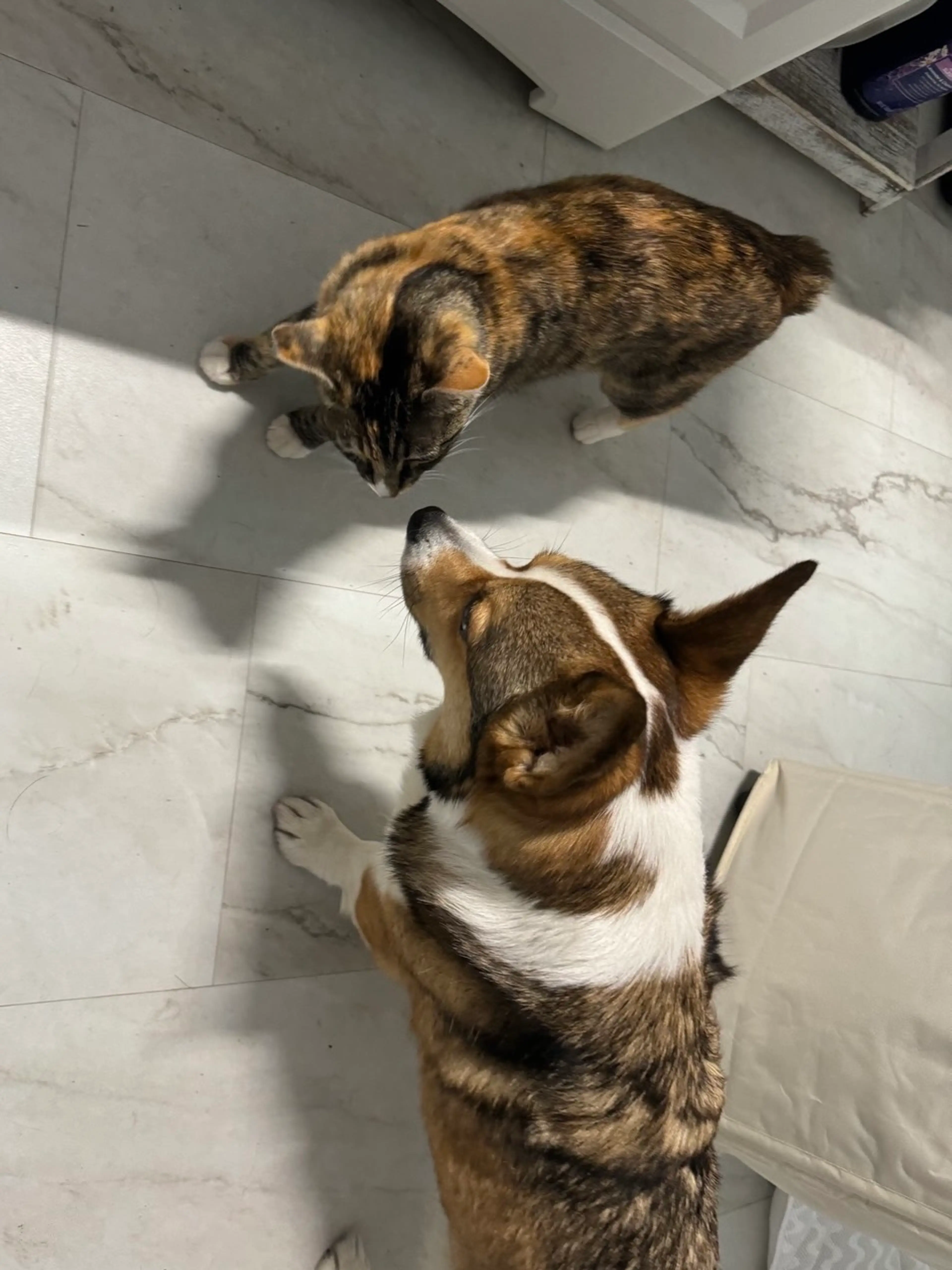 SELLING LIVE Animals 