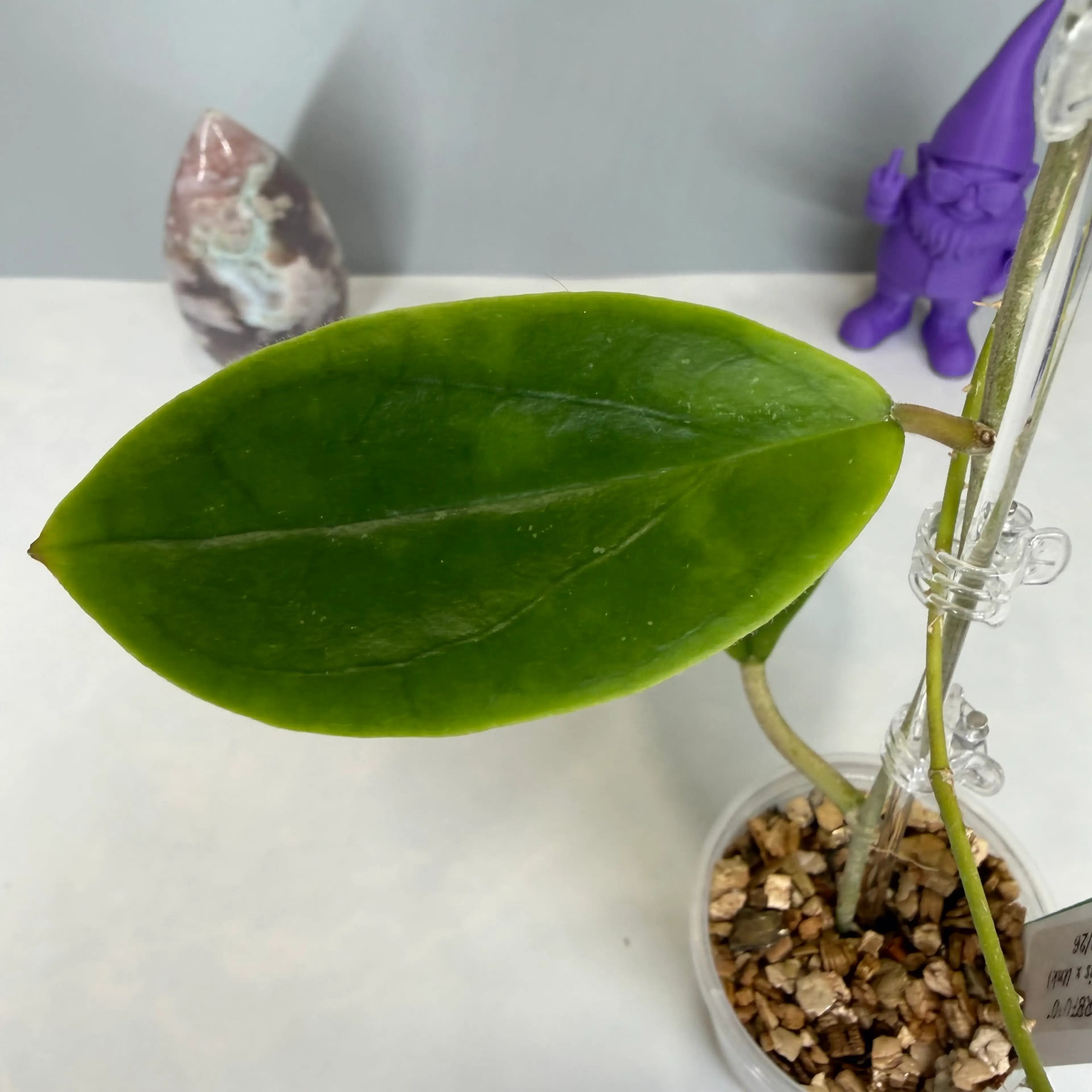 Image 5 of 6