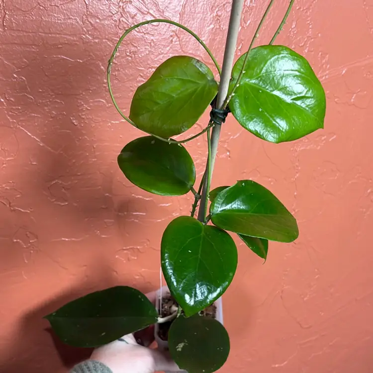 3070 Hoya sp Sumbawa