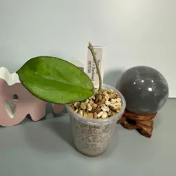 I08 ‘Honeydew’ (Icensis x Erythrina)