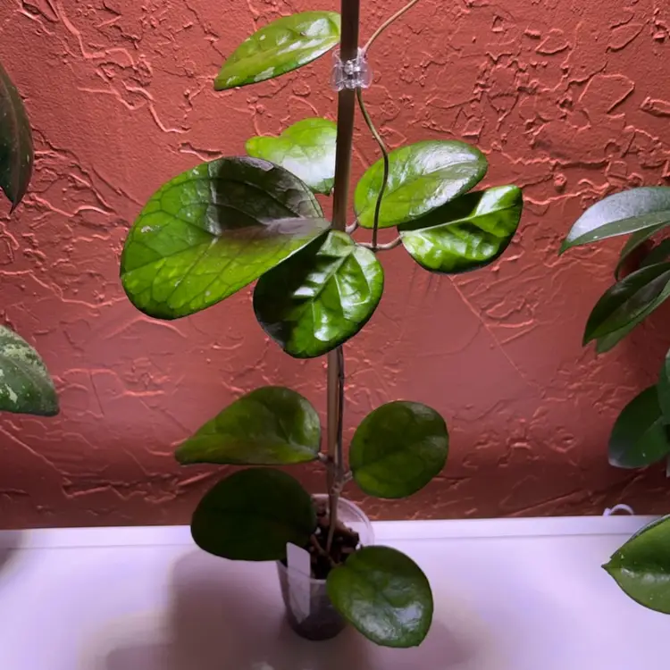 3031 Hoya ‘Ricardo’