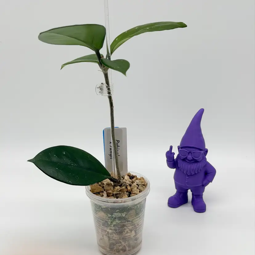 B14 Pubicalyx x Fungii