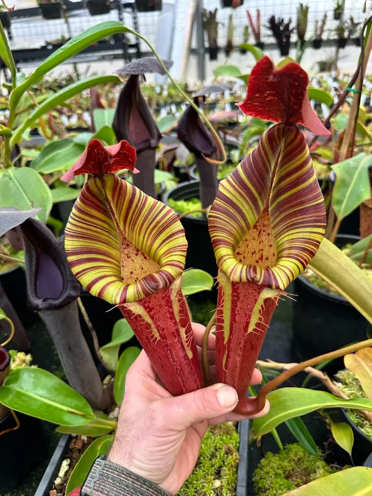 Nepenthes Auction💚