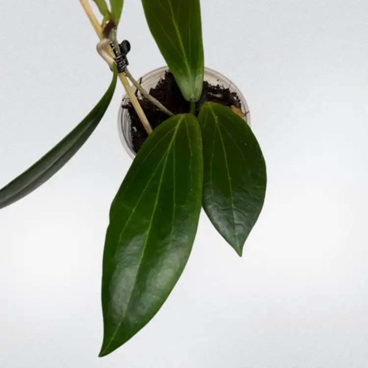 703 Hoya benguetensis ‘Maruja’ (that blooooooom 😍)