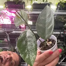 #1086 Hoya coriacea (silver)