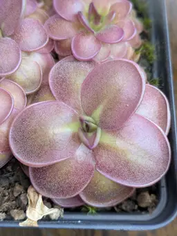 P. laueana "Tangerine" x hemiepiphytica