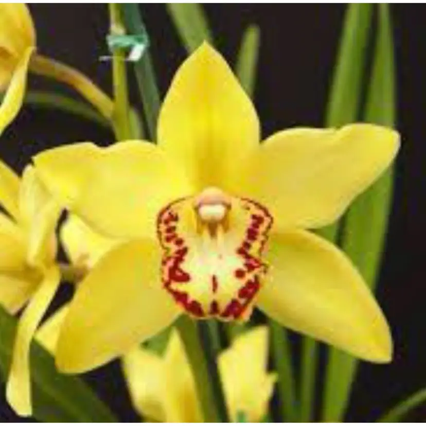 Cymbidium Milton Carpenter 'Everglades Gold' AM/AOS