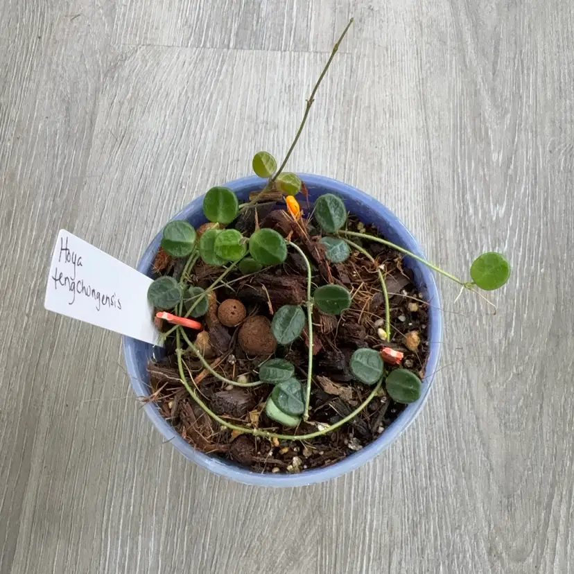 Hoya tengchongensis (growerβs choice)