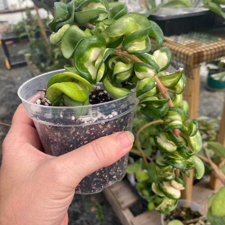 Mauna Loa