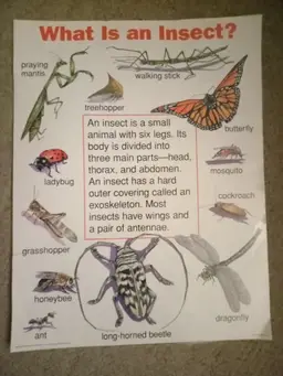 What is a insect? educational poster