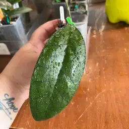 Hoya clemensiorum