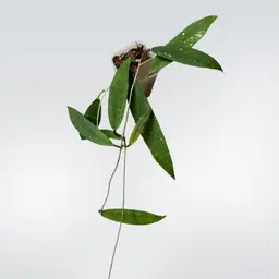 746 Hoya scortechenii (grower’s choice)