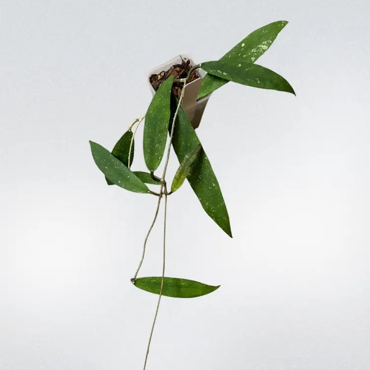 746 Hoya scortechenii