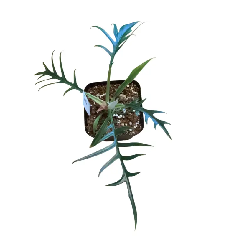 Philodendron Tortem
