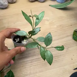 Lacunosa green edge