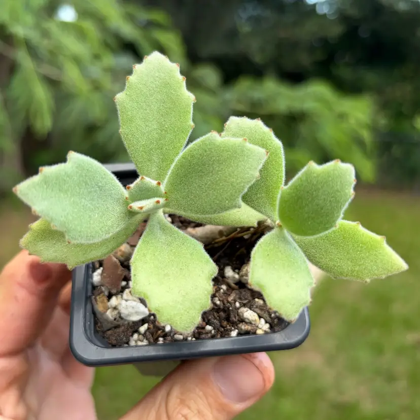 Kalanchoe
