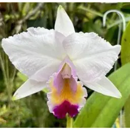 Cattleya quadricolor