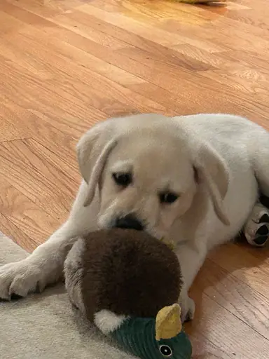 Benny Boo Come Meet Him