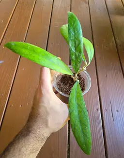 Hoya finlaysonii Songhkla