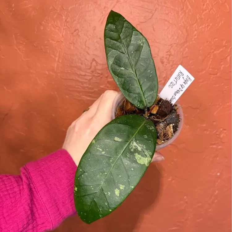 Hoya sp Dabun Gelang RUTUT002