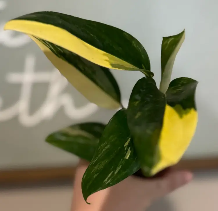 Monstera Standleyana Aurea Variegated