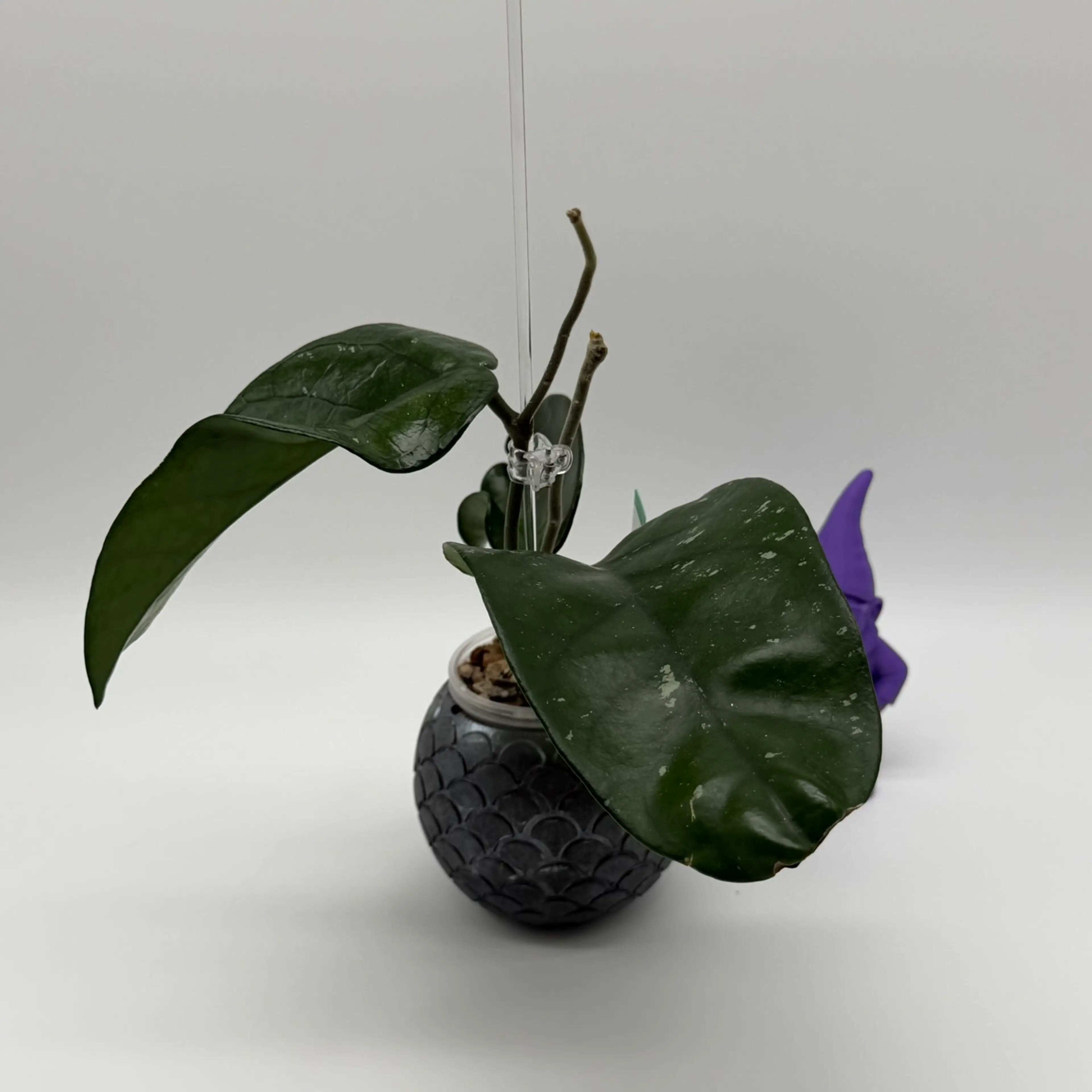 Image 2 of 4