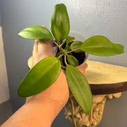 295  ET004 ‘Hannah’ (Tuaysai 005 x Hanhiae (yellow)