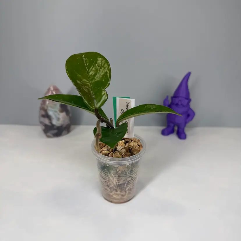 64 ‘Valentina’ GN-05 (Pubicalyx ‘Red Button’ x Carnosa)