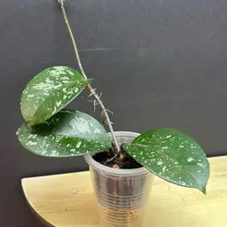 Owen’s Cosmic Dream