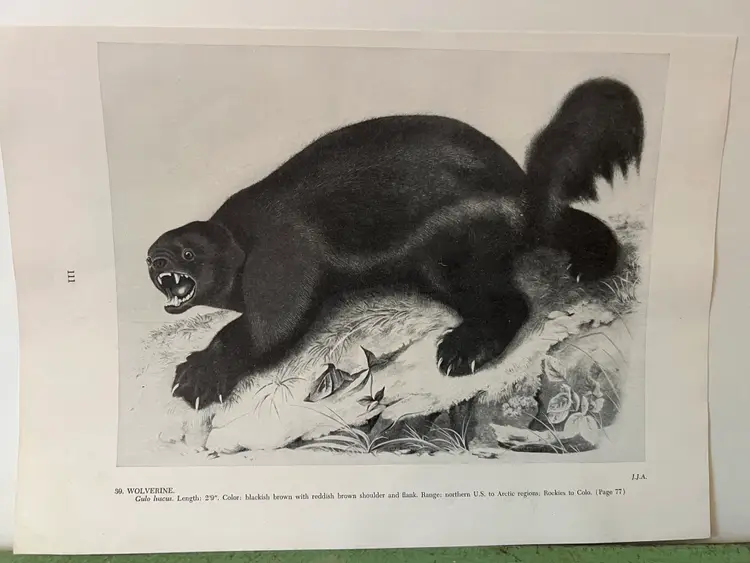 WOLVERINE Vintage Audubon North America Print. 1951 12 x 8.5"
