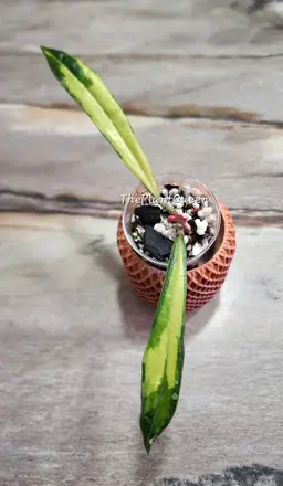 Hoya rigidifolia (Inner variegated)