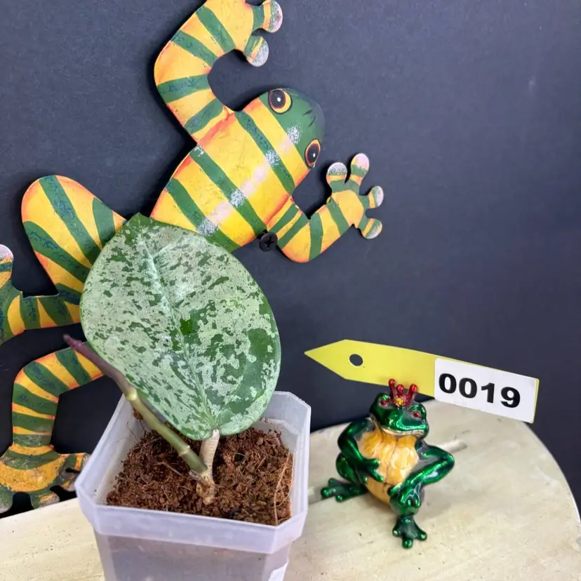 19	VERTICILLATA HEARTLEAF SPLASH