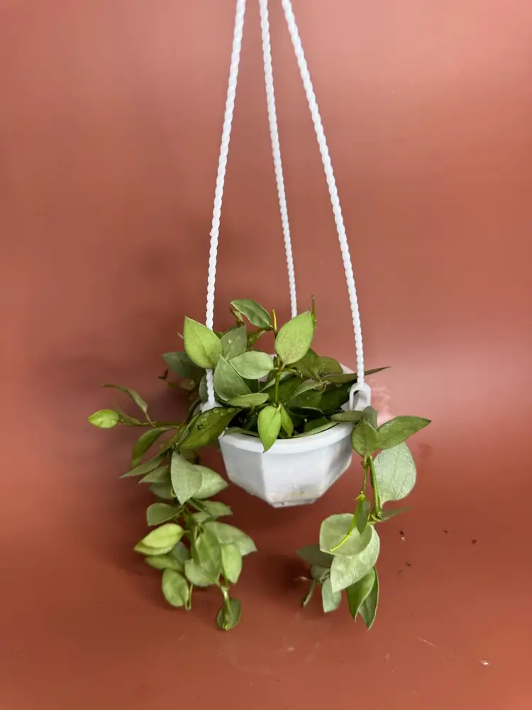 #3619 Lacunosa Orange 🍊skin HB