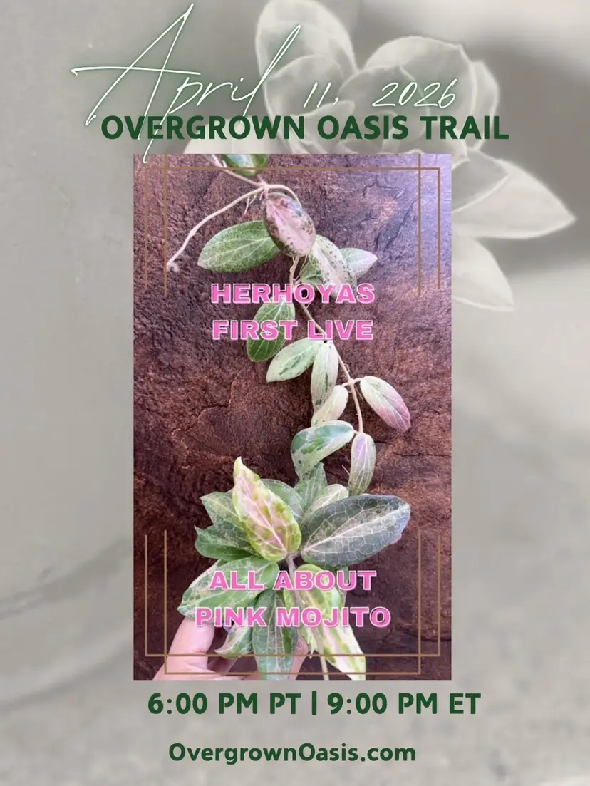 Livestream thumbnail