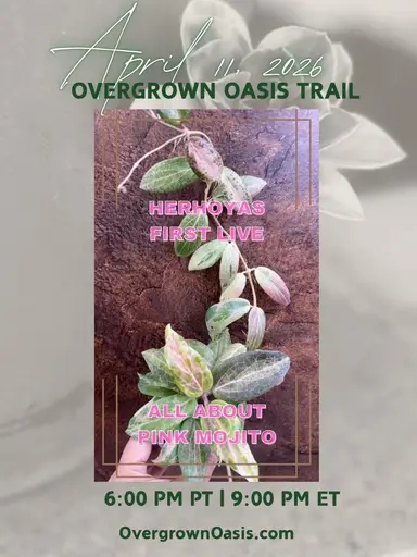 First Live On 40 - All About Pink Mojito