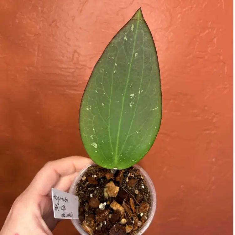 Hoya rigida EPC 1039 (red leaves)
Grower’s choice