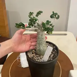 Adenium DHA Medusa