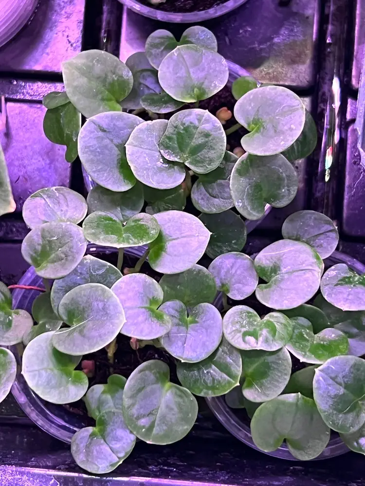 BVEP Port X E Dress Seedlings