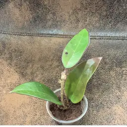 B34 Verticillata spoon leaf