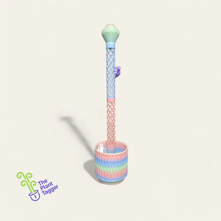 Pipeolé Neon Rainbow