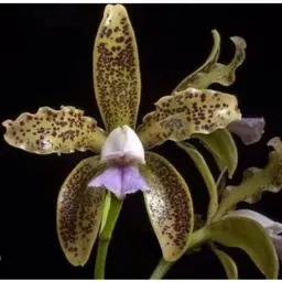 Cattleya guttata v. coerulea